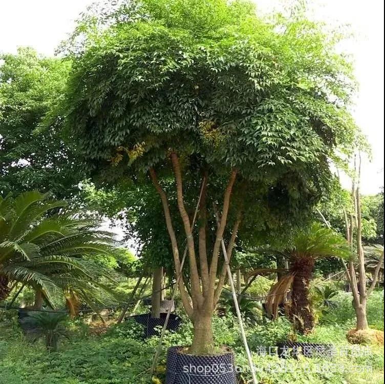 幌伞枫种子 广伞枫 晃伞枫种籽  绿化林木苗木树种子芳香香草种子