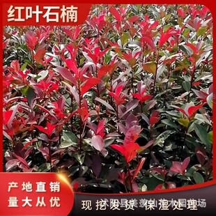 �t�~ʯ骘���t�~ʯ����ļ������ͺ����B��G�hֲ��ͥԺ�G����ľ