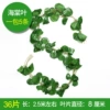 Caiyin 36 Leaf Establish Begonia Leaf (5 Packs)