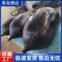 青岛堵漏封堵管道气囊