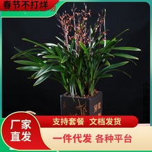 特大颗 墨兰兰花盆栽 金边金华山 报岁兰花卉客厅阳台宽叶