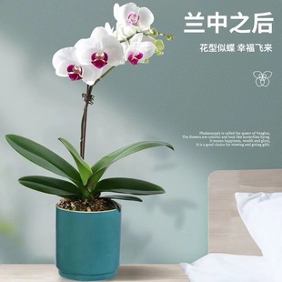 �����m���玧�������Կ͏d�m���҃�ֲ�ﻨ���ļ����B��ʯ���m�Gֲ