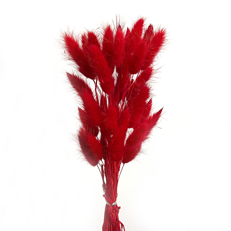 Hierba de cola de conejo flor seca hierba de cola de conejo blanco un montón de 50 piezas