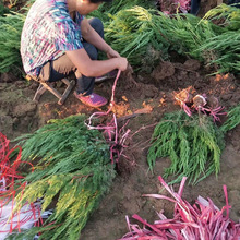 基地批发龙柏工程苗 小龙柏地栽树苗龙柏色篱笆苗四季常青龙柏苗