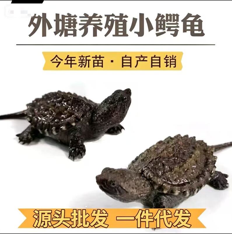 Live Baby Alligator Snapping Turtles, Purebred Mixed Breeds from North America, Wholesale for Outdoor Ponds, Carnivorous Turtles, Ornamental Pets, Guaranteed to Survive, Delivered to Your Home with Turtle Food