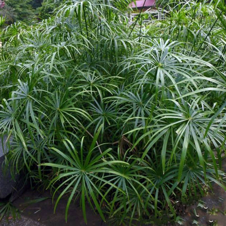 Продажа водных растений, гидропилла, зеленения водоемов, водного бамбука, травы ветряной мельницы, улучшения качества воды, зеленения рек.