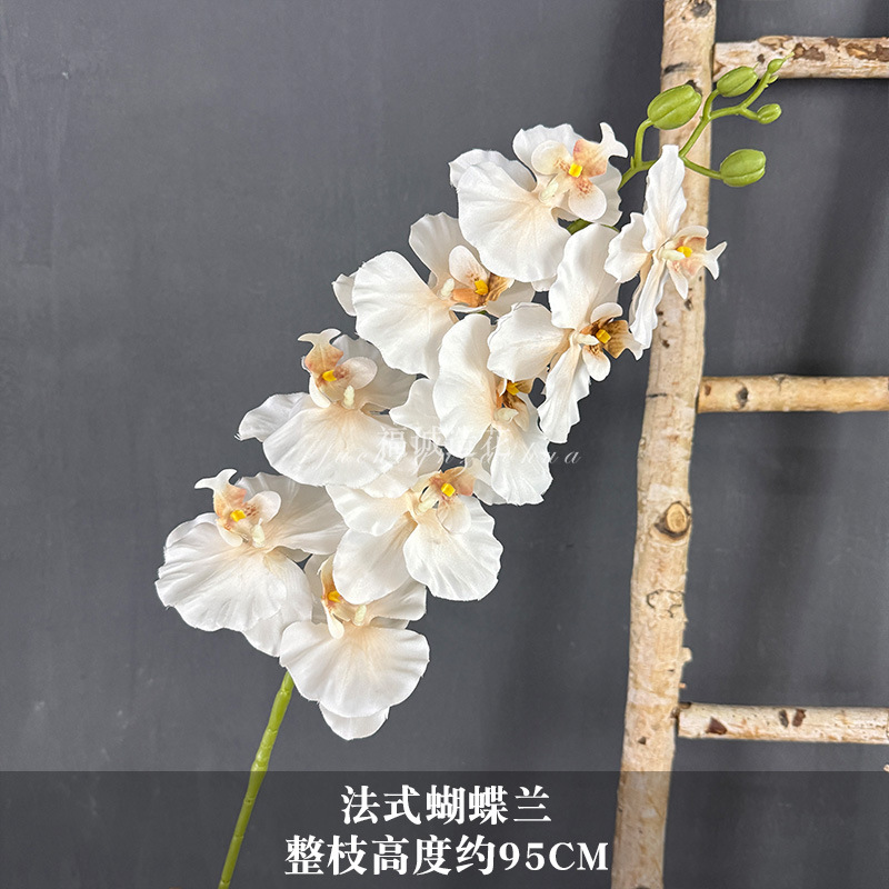 프랑스산 호접란