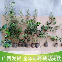 正宗桃金娘树苗山捻子苗乌稔多尼小种苗盆景地栽室内阳台庭院植物