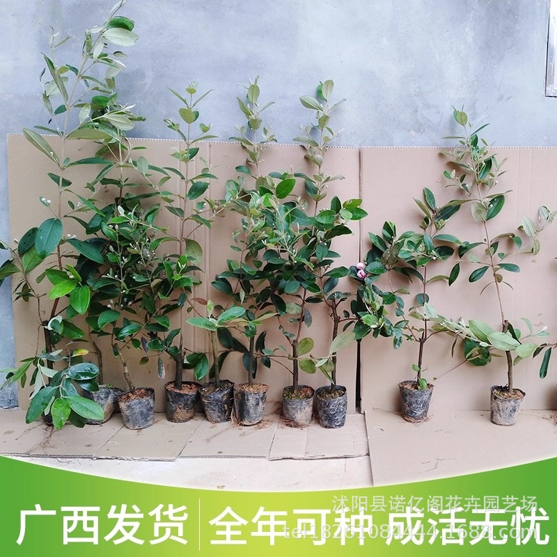 正宗桃金娘树苗山捻子苗乌稔多尼小种苗盆景地栽室内阳台庭院植物