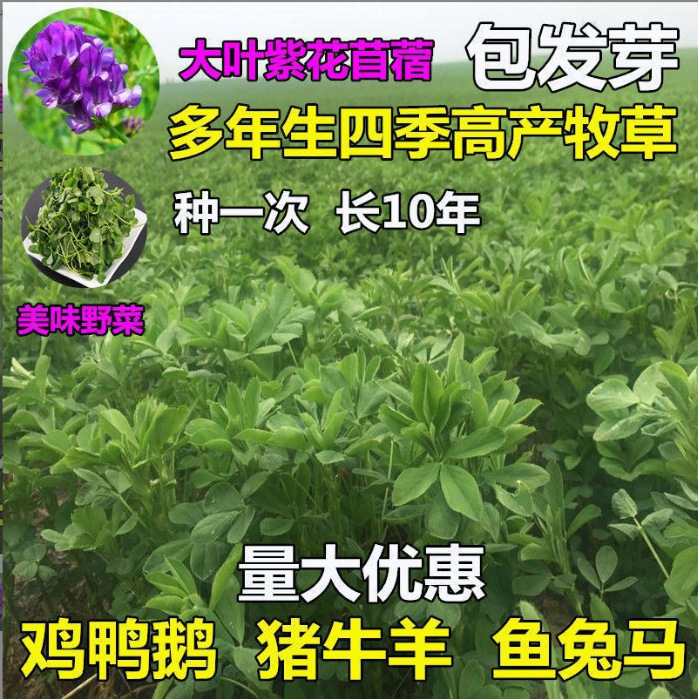 紫花苜蓿草种子牧草籽多年生四季种植养殖猪牛羊兔鸡鸭鹅饲料草籽