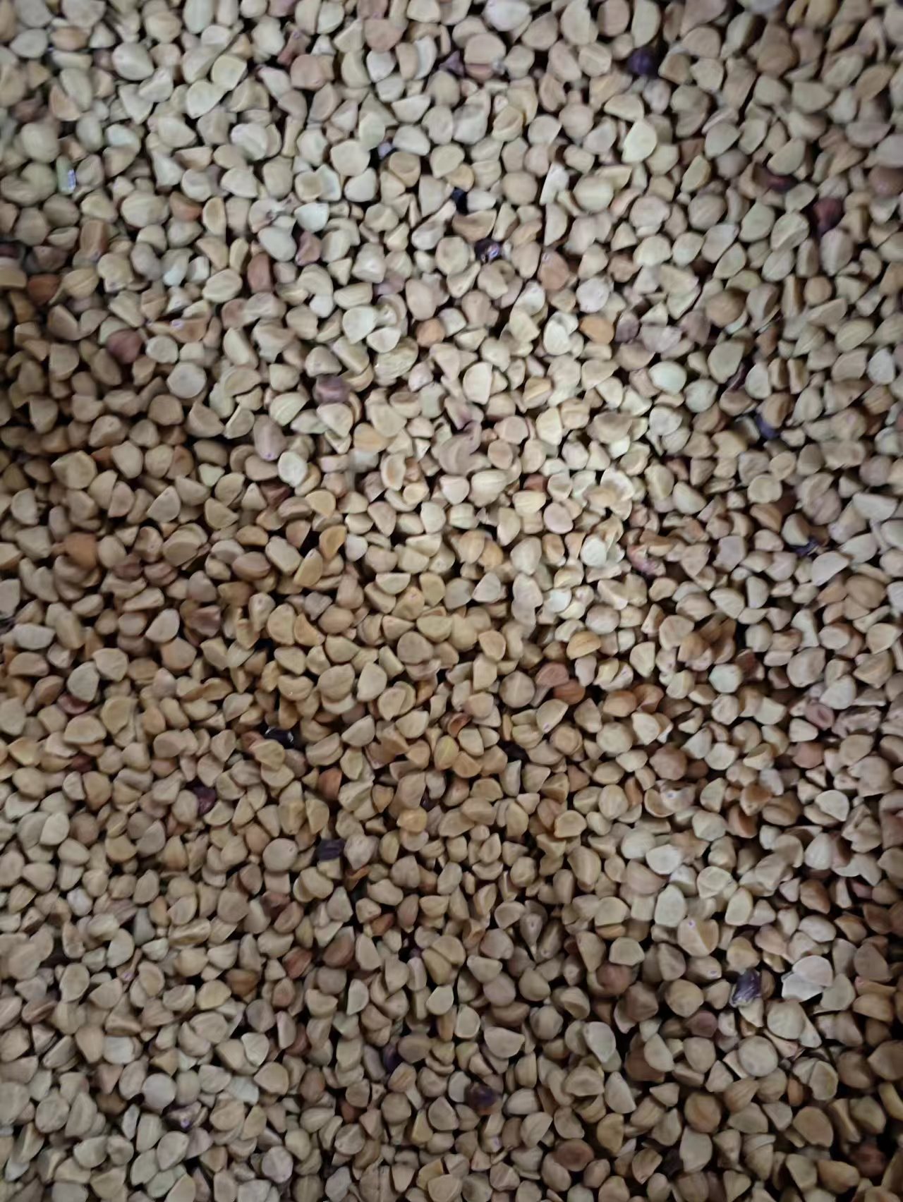 Bai Chou / Qian Niu Zi (Pharbitis nil) — Dried Morning Glory Seed, Food Herb 500g quality and texture