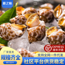 花螺冷冻新鲜海螺特大号海鲜水产熟冻鲜冻冷冻东风螺花螺商用批发
