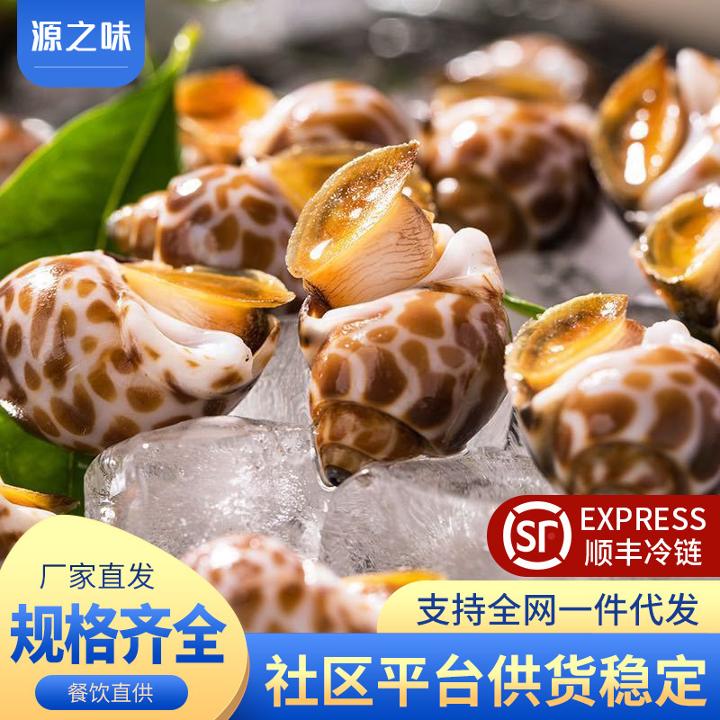 花螺冷冻新鲜海螺特大号海鲜水产熟冻鲜冻冷冻东风螺花螺商用批发