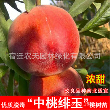 SҘm޽Ҙ綬ҮYϷļNֲ