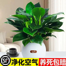 ��荾G�������ԾG�}�j����ֲ���҃Ȼ�ˮ��Gֲ�����ļ����B�lؔ��