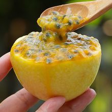 彩箱云南正宗钦蜜9号黄金百香果新鲜孕妇水果西番莲九号当季鲜果