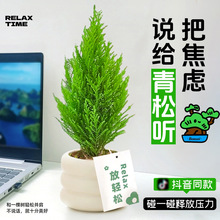 香松盆栽放青松绿植办公室桌面工位花卉放轻松室内摆件好养活四季