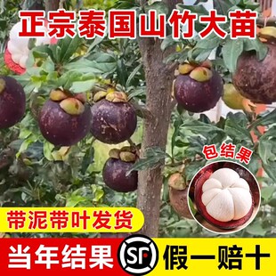 ɽ��������ڟo��ɽ������Ϸ������Nֲ�ļ�ͥԺ���Ե��Ԯ���Y��