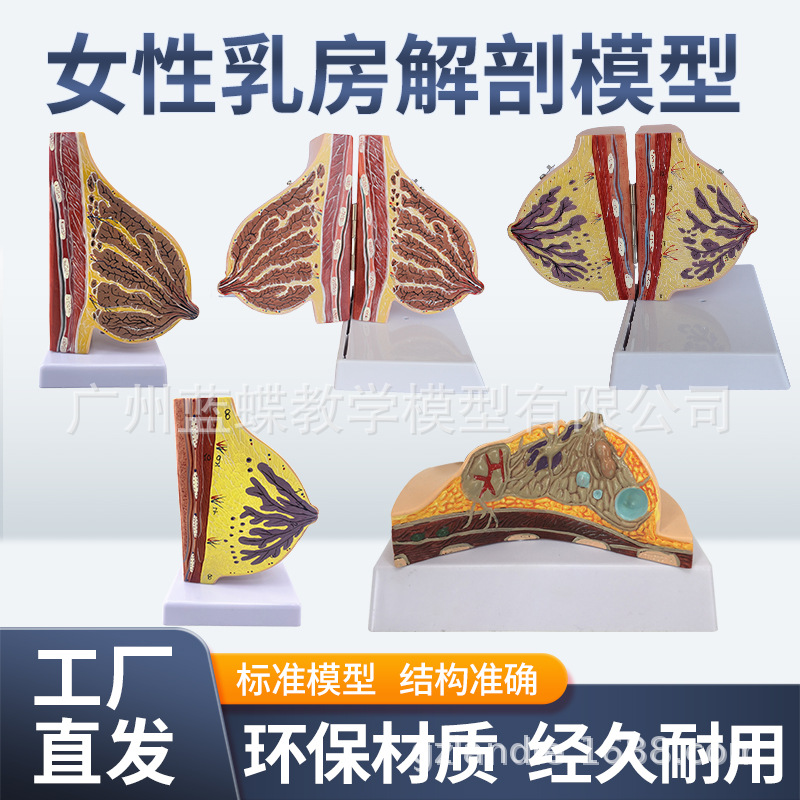 ��ѧ���沸����Ů���鷿����ģ�;�ֹ���ز��ṹģ�߲�����������