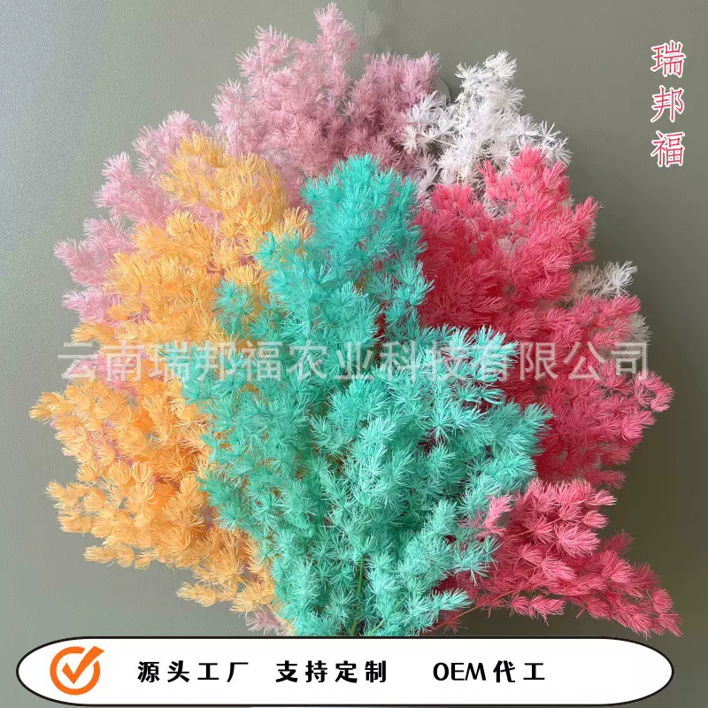 永生蓬莱松永生花真花花束云南厂家 DIY配材浮游材料雪松花艺材料