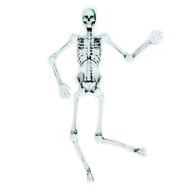 Physiological children's skeleton for early age, smart toy, constructor, teaching aids, handmade, human bone, science