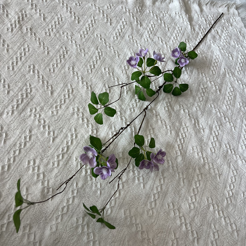 보라