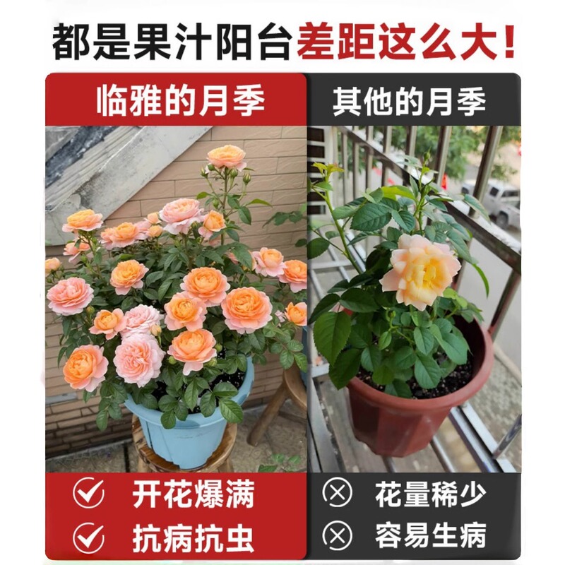 Juice Balcony Rose Potted Plant with Flowers and Buds for Balcony and Garden, Large Flowering Plant, Reblooming Flowering Rose Plant Juice Balcony Rose Potted Plant with Flowers and Buds for Balcony and Garden, Large Flowering Plant, Reblooming Flowering Rose Plant
