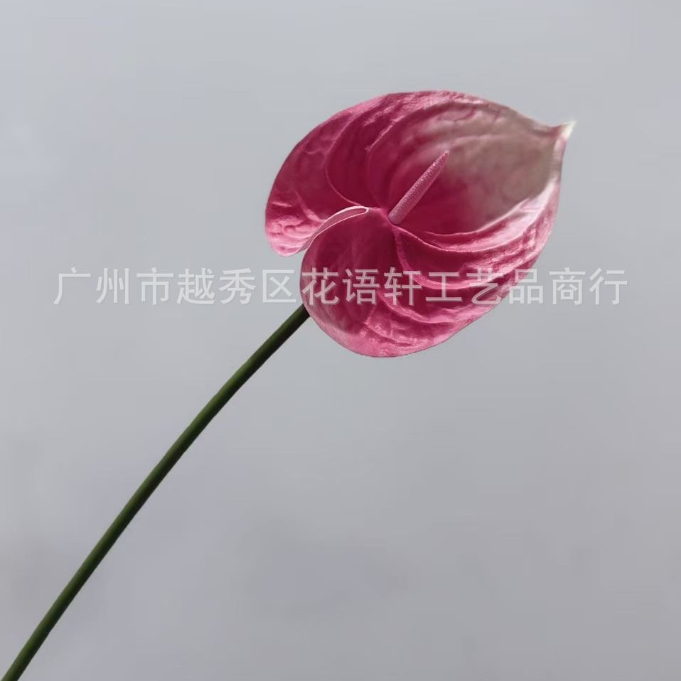 밝은 핑크색