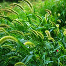 厂家批发狗尾草种子狗尾巴草狼尾草草籽绿化工程护坡复绿草种
