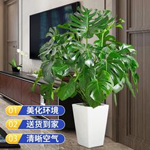 �����������������ȩ�Ϙ����B���҃ȿ͏dֲ���k���ҾGֲ�����՚�