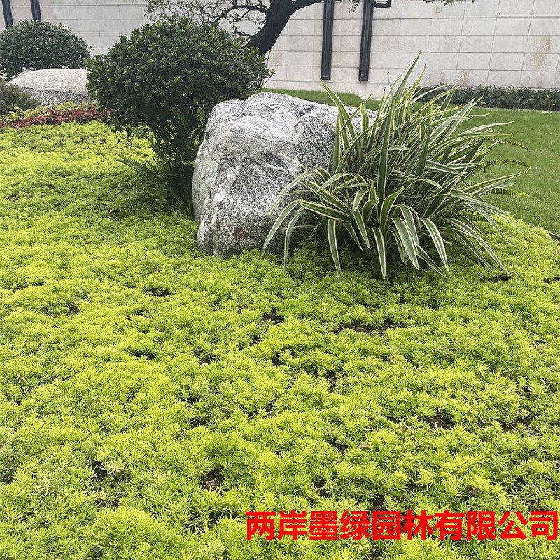 【佛甲草】苗木直销盘苗杯苗金叶佛甲草工程园林绿化用苗