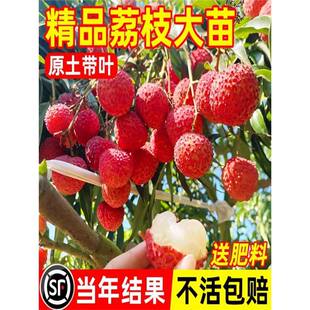������Y������֦����o�˹�ζ�����L��������ЦŴ���ټ޽�ˮ����