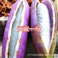 八月瓜苗 八月炸野果水果苗牛卵坨中华肾果 三叶木通 无籽八月瓜