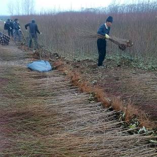 Peach Seedlings Grafted with Good Finished Peach Seedlings Are Sold in Large Quantities. Self-Sold in the Place of Origin. Peach Seedlings Can Be Grafted in a Directional Way