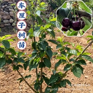 ֱ�N����܇���Ә������ ������ ܇���ә����� �Ϸ����� �ɿ�����