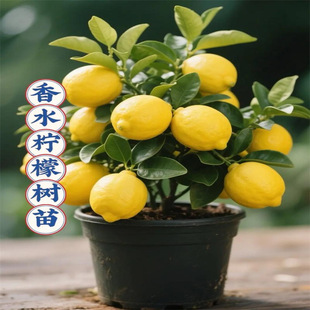 ��ˮ���ʘ����Դ���Ϙ���ʳ�Ù��ʹ������҃Ȼ��̨ͥԺ�ļ��Gֲ