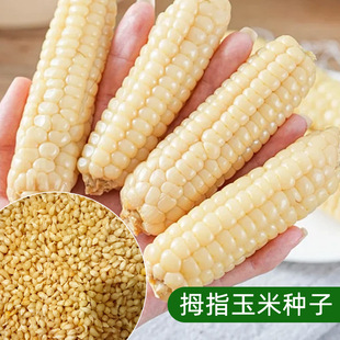 ���p��{��ŴĴָС���׷N���Ĵָ���׷N������ţ����ָ�N�����l