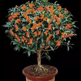 𻨘҃ļ_ֲͼ޽ӽ𵤹ļNֲ