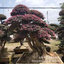 红花继木树桩价格 福建批发红花继木树桩 造型红花继木桩盆景