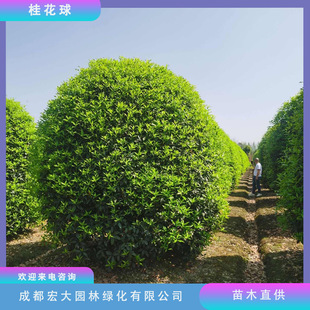 �ػ\�������𻨻������l�ڷ�1.5��1.8��2�״��͹�����ֱ�l