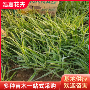 Aquatic Ground Cover Plants Landscape Wetland Water Bodies Greening Qingzhou Flower Wholesale Yubai Grass Potted Yubai Grass