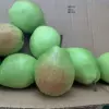 Pink Korla Fragrant Pear