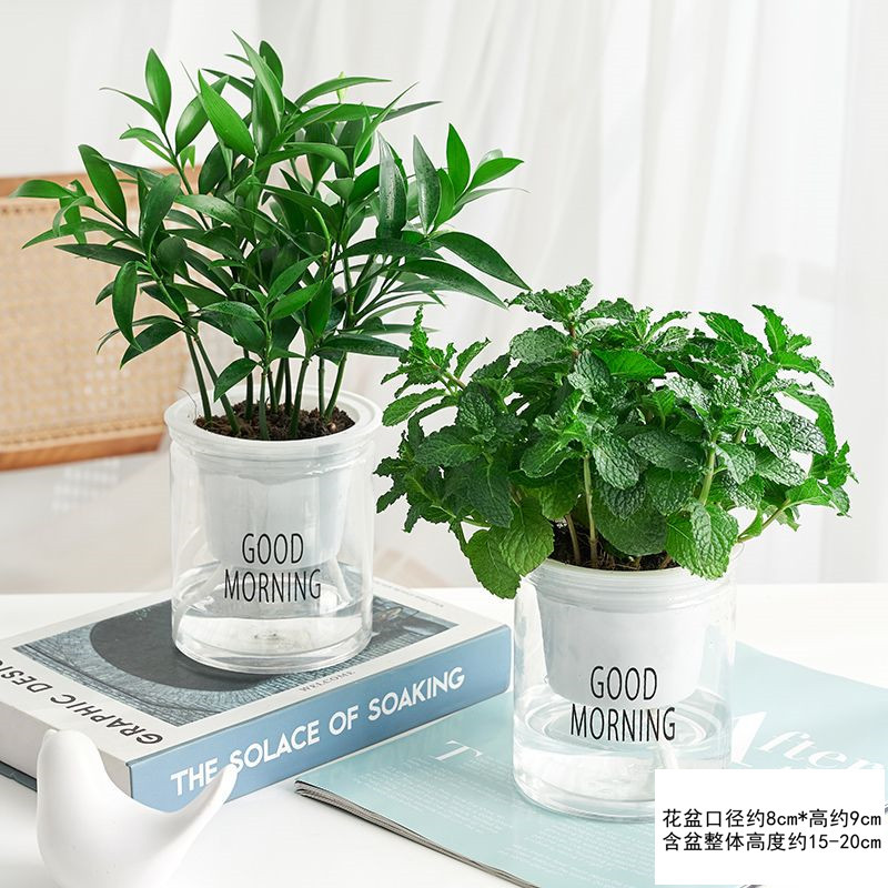 [핫 콤비네이션] 엄선된 민트 + 모기퇴치 대나무, 편백(좋은 아침 대야)과 영양비료 무료