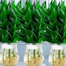 ������\�D���^�����F��ˮ��ֲ�ﻨ�ܾGֲ�҃������D�\���Ӻ��B