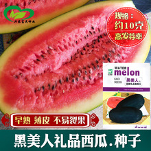 黑美人礼品西瓜种子 农田菜园农户种植早熟皮薄抗裂果黑皮西瓜籽