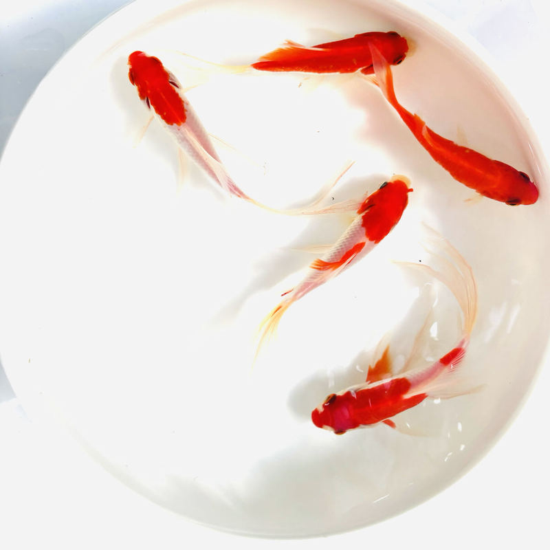 赤草金魚は育てやすい、長尾赤草観賞魚、鯉、活冷水魚、鯉、赤草淡水魚|undefined