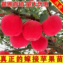 蘋果樹苗北方種植地栽室外盆栽南方種植紅富士冰糖心蘋果當年結果
