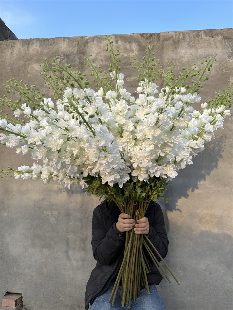 Extra large delphinium