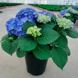 ������o�M���ļ��_���Ϙ�������ͥԺ���B�Ļ���ֲ���҃Ȼ��Gֲ