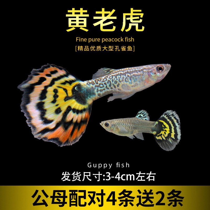 孔雀鱼精品小鱼缸观赏鱼好养耐活热带鱼活鱼天空蓝小型小鱼苗|undefined